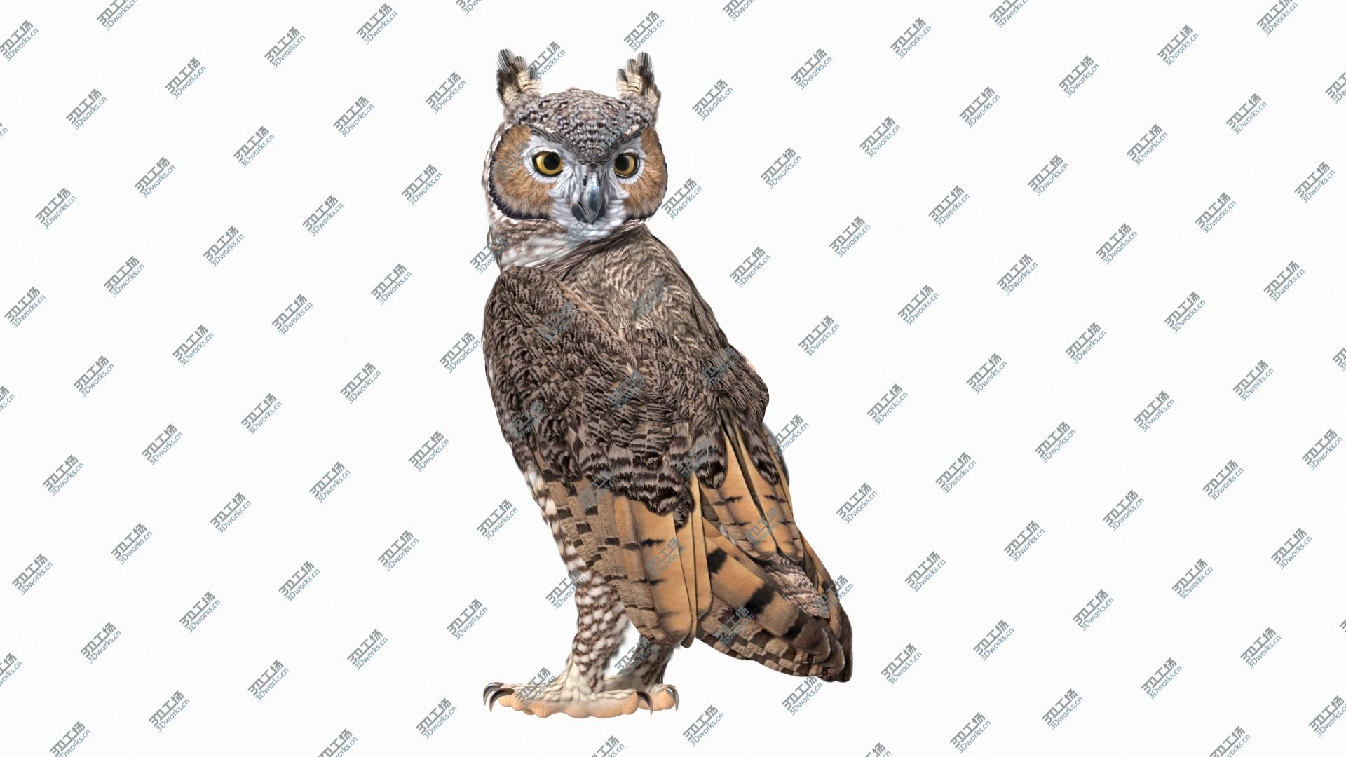 images/goods_img/202104021/3D model Great Horned Owl Standing Pose/2.jpg